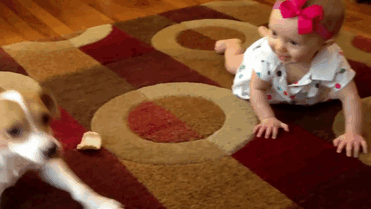 Buddy's Baby Crawling School