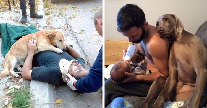 30 Examples Of Unconditional Doggo Love That Will Melt Your Heart