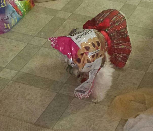 Found Wandering Around The Kitchen, Bumping Into Cabinets And Desperately Trying To Back Out Of The Bag!