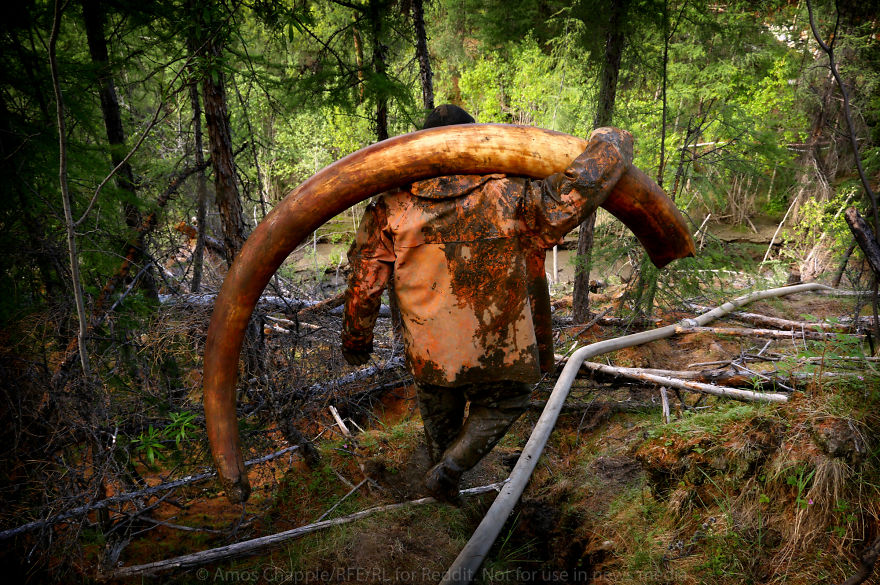 Photographer Joins Illegal Mammoth Tusk Hunt In Siberia, Captures How They Get Rich, Get Drunk And Nearly Die