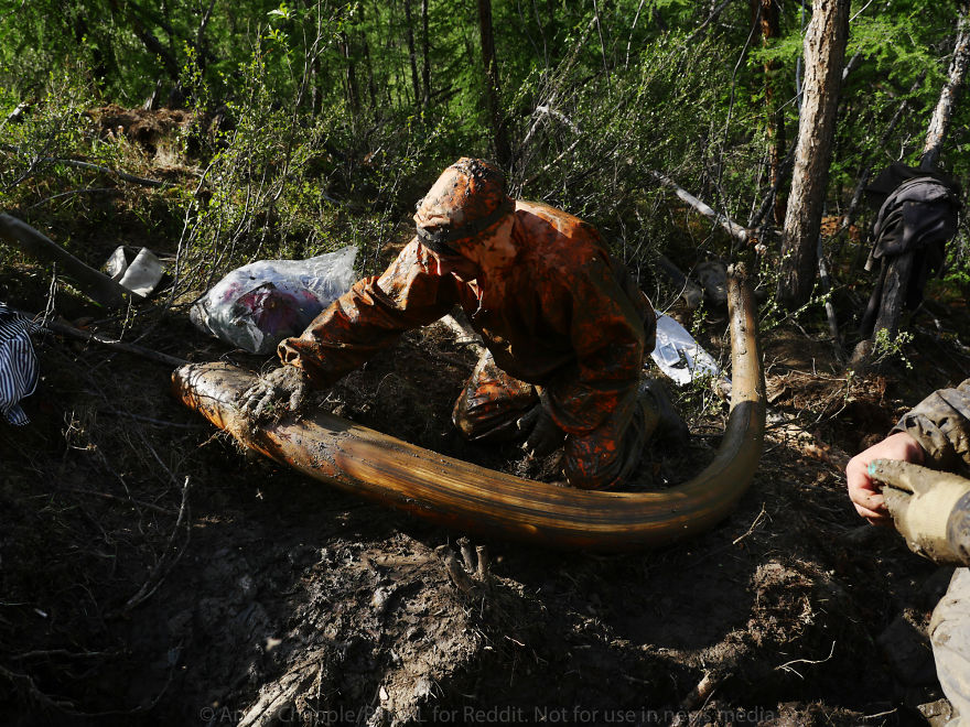 Photographer Joins Illegal Mammoth Tusk Hunt In Siberia, Captures How They Get Rich, Get Drunk And Nearly Die Photographer Joins Illegal Mammoth Tusk Hunt In Siberia, Captures How They Get Rich, Get Drunk And Nearly Die