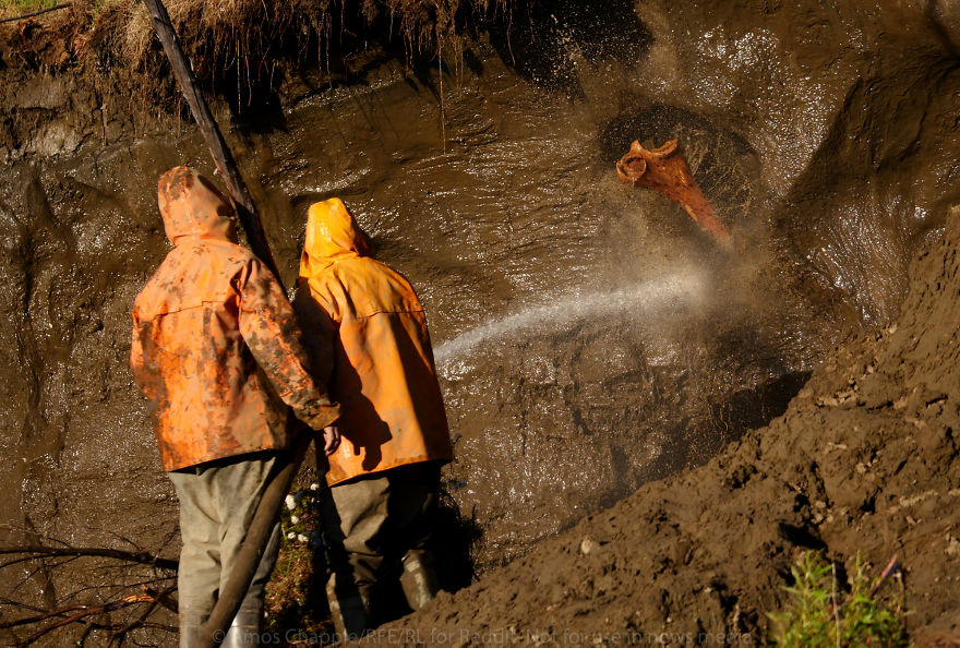 Photographer Joins Illegal Mammoth Tusk Hunt In Siberia, Captures How They Get Rich, Get Drunk And Nearly Die