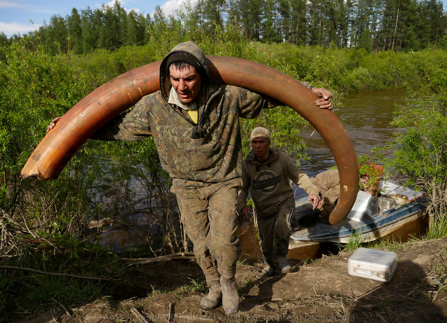 Photographer Joins Illegal Mammoth Tusk Hunt In Siberia, Captures How They Get Rich, Get Drunk And Nearly Die Photographer Joins Illegal Mammoth Tusk Hunt In Siberia, Captures How They Get Rich, Get Drunk And Nearly Die