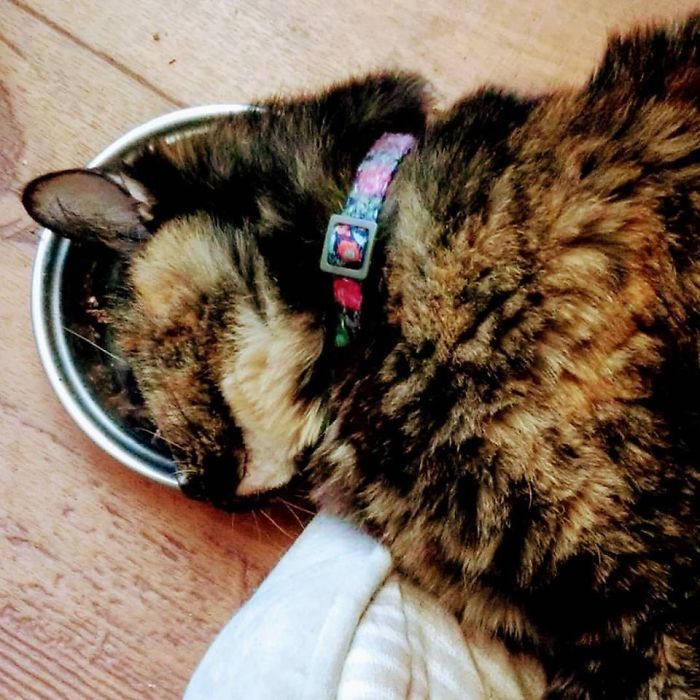 Mei-mei (little Sister) Fell Asleep In Her Breakfast In Bed.