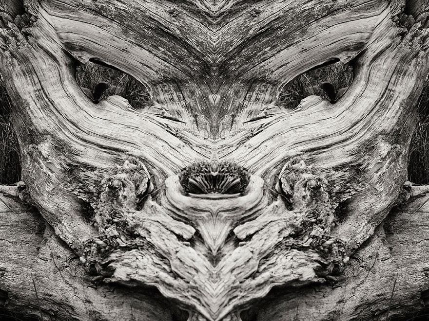 Wooden Creatures Photo Series - Nature's Fantastical Shapes And Structures Wooden Creatures Photo Series - Nature's Fantastical Shapes And Structures