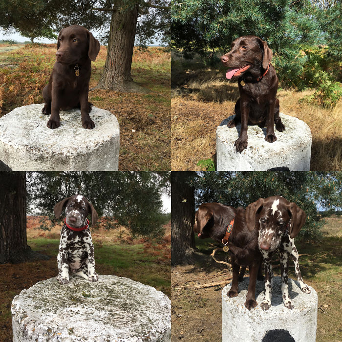 Mara And Mimi On My Measuring Post.