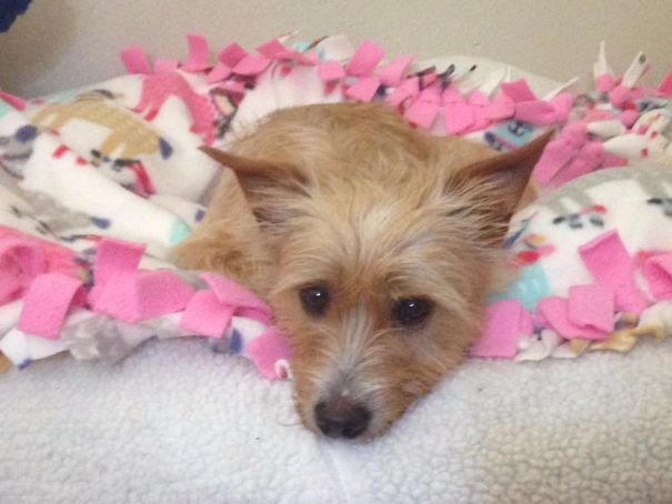 Puppies Thrown From Car Window Get Adopted By A Dog Mamma Who Just Lost Her Own Children