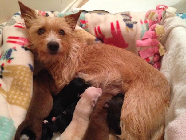 Puppies Thrown From Car Window Get Adopted By A Dog Mamma Who Just Lost Her Own Children