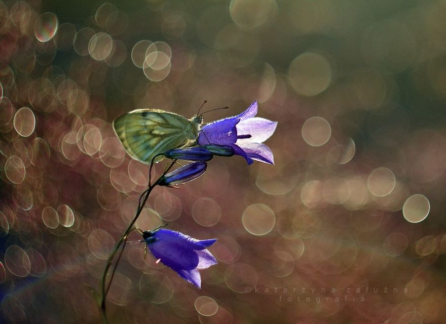 I Capture The Beautiful Polish Nature Through A Macro Lens I Capture The Beautiful Polish Nature Through A Macro Lens