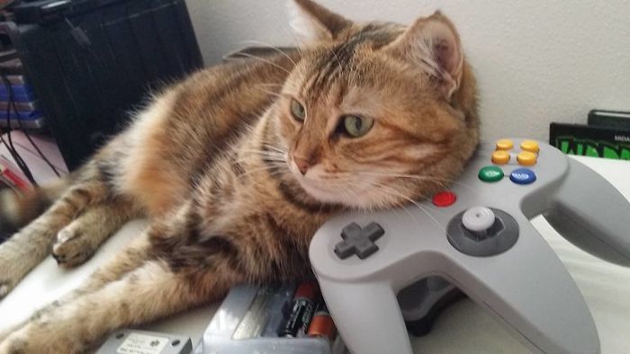 This Game Is Too Easy.. High Score : K.i.w.i