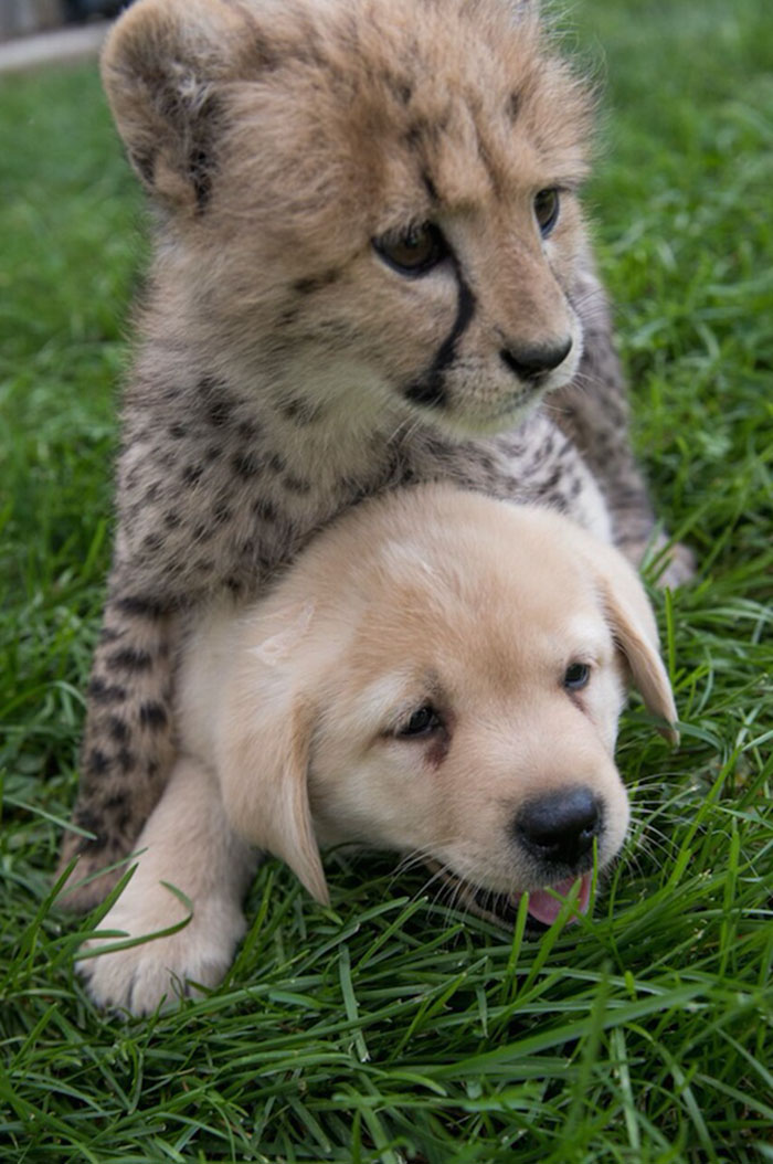 A puppy is lying on the grass and a young cheetah is on a puppy A puppy is lying on the grass and a young cheetah is on a puppy