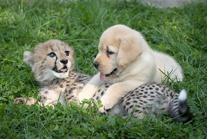 A puppy and young cheetah cuddling in grass A puppy and young cheetah cuddling in grass