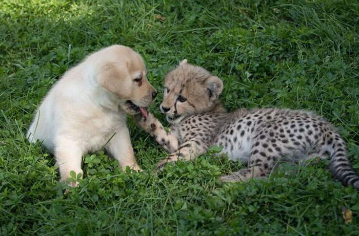 A puppy and cheetah are in the grass and a puppy is licking cheetah's paw A puppy and cheetah are in the grass and a puppy is licking cheetah's paw