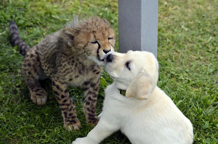 A puppy and a young cheetah are sitting and kissing A puppy and a young cheetah are sitting and kissing