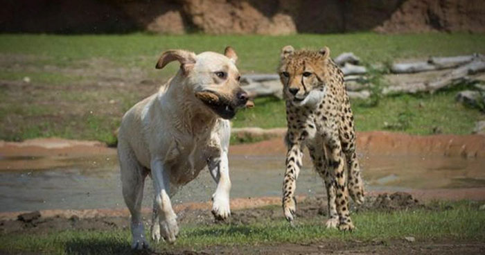 A dog with a wood stick in its mouth and a cheetah are running together A dog with a wood stick in its mouth and a cheetah are running together