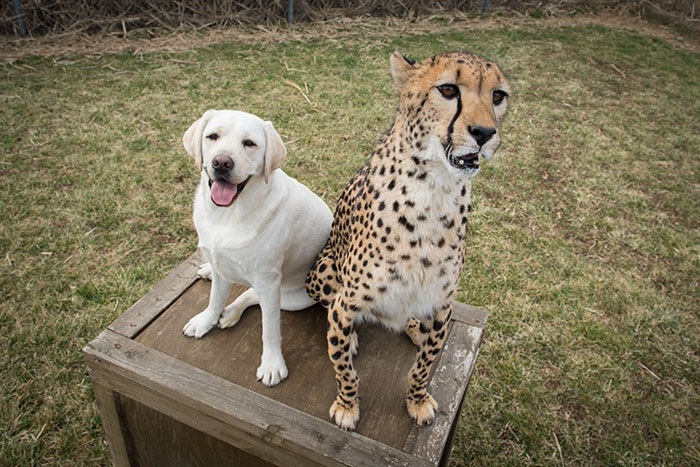 A dog and cheetah standing together on a wooden box A dog and cheetah standing together on a wooden box