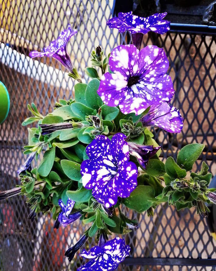 These "Galaxy" Flowers Hold Entire Universes On Their Petals
