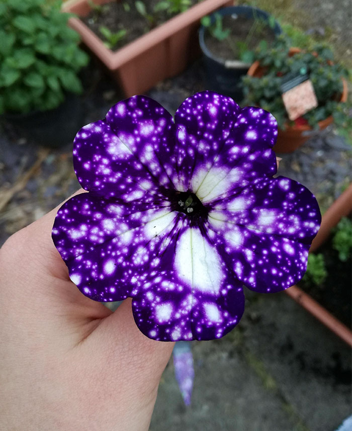 night-sky-petunia-cultivars-galaxy-flowers-16 night-sky-petunia-cultivars-galaxy-flowers-16