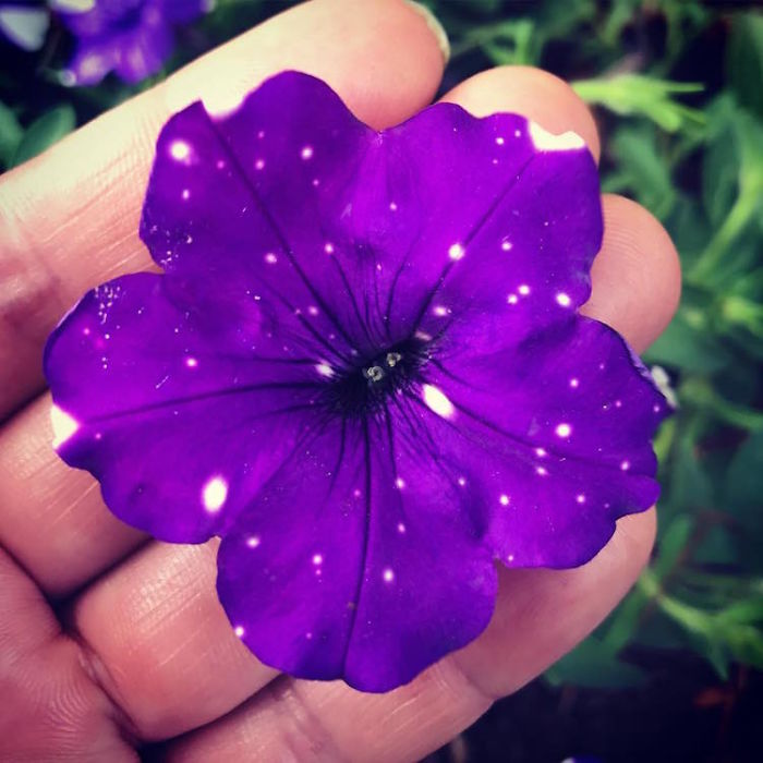 These "Galaxy" Flowers Hold Entire Universes On Their Petals These "Galaxy" Flowers Hold Entire Universes On Their Petals