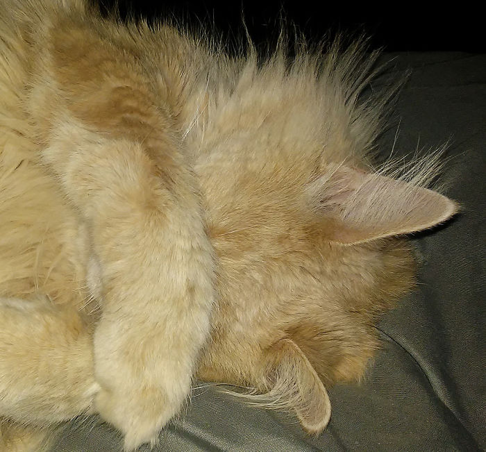 No More Pictures!!!! Grumpy Maine Coon "cupcake"