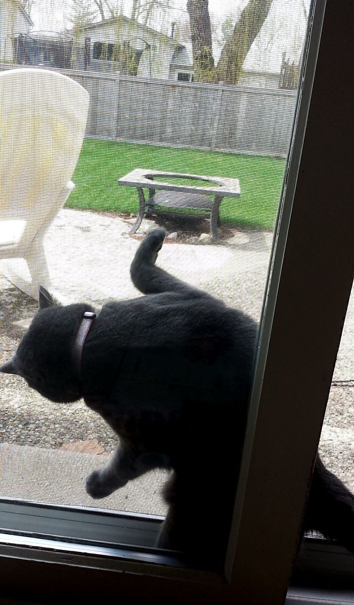 My Cat Often Goes Between The Screen And Glass Door And Messes With The Screen