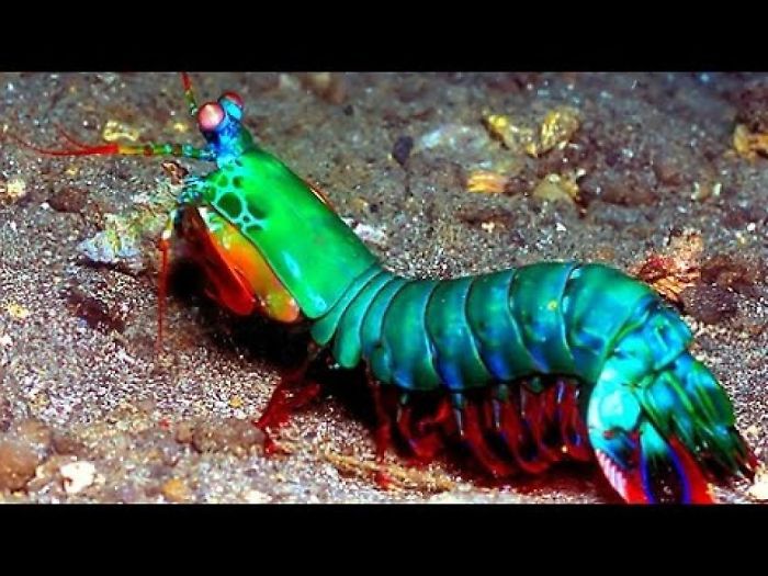 Marine Species: Mantis Shrimp
