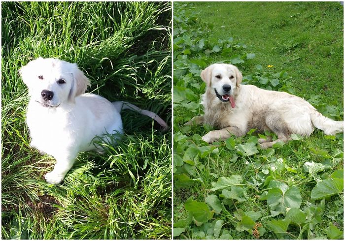 Smol Pupper To Big (and Dirty) Doggo