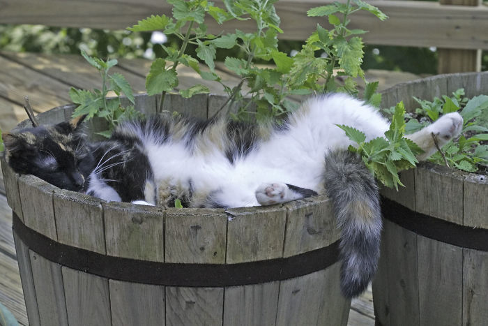 Passed Out In The Catnip Planter