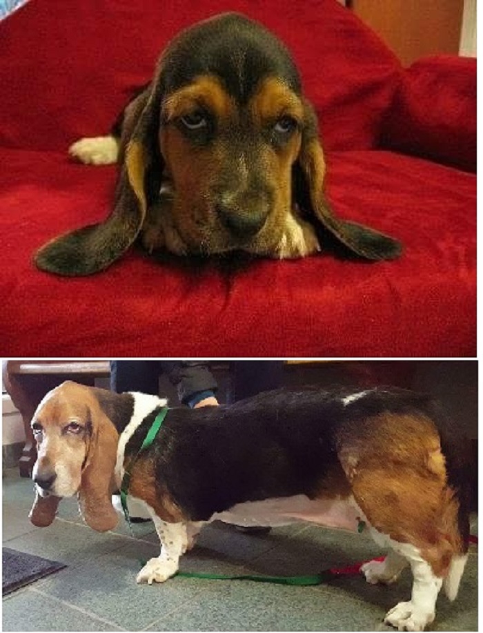 Pearly Baker At 6 Weeks And 11 Years. She Passed A Few Days Later.