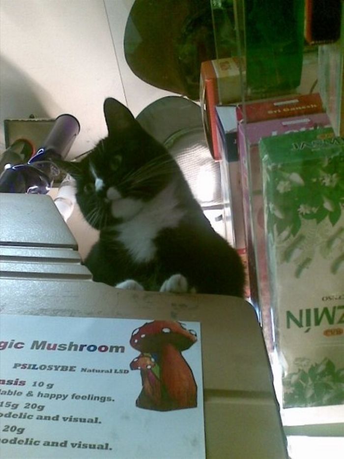 ... Aaand Pelusa, The Cat Who Kept Me Company While Selling Magic Mashrooms... She Was Sitting Above Me, Behid The Counter...