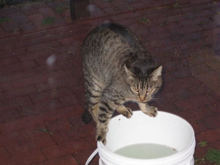 Our Water Crazy Penny Drink Rain Water From A 5 Gallon Bucket
