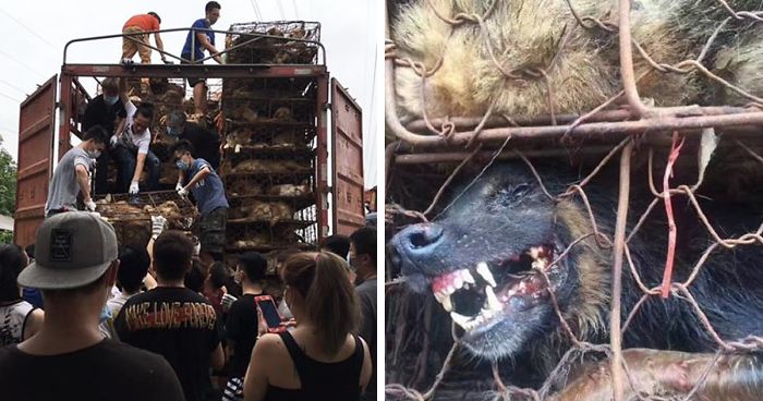 Guy Sees Truck Loaded With 1000 Dogs About To Be Butchered, Drives His SUV In Front Of The Truck To Stop It