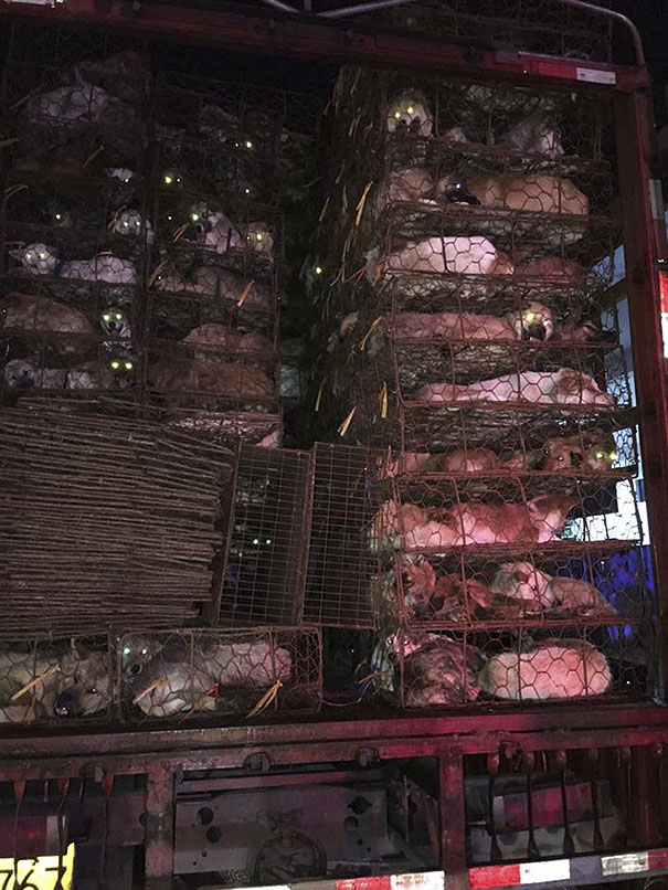 Guy Sees Truck Loaded With 1000 Dogs About To Be Butchered, Drives His SUV In Front Of The Truck To Stop It Guy Sees Truck Loaded With 1000 Dogs About To Be Butchered, Drives His SUV In Front Of The Truck To Stop It