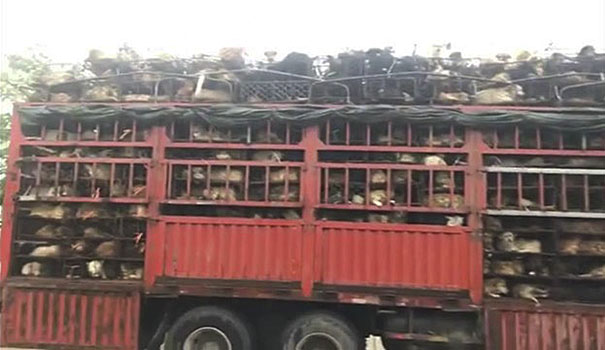 Guy Sees Truck Loaded With 1000 Dogs About To Be Butchered, Drives His SUV In Front Of The Truck To Stop It Guy Sees Truck Loaded With 1000 Dogs About To Be Butchered, Drives His SUV In Front Of The Truck To Stop It