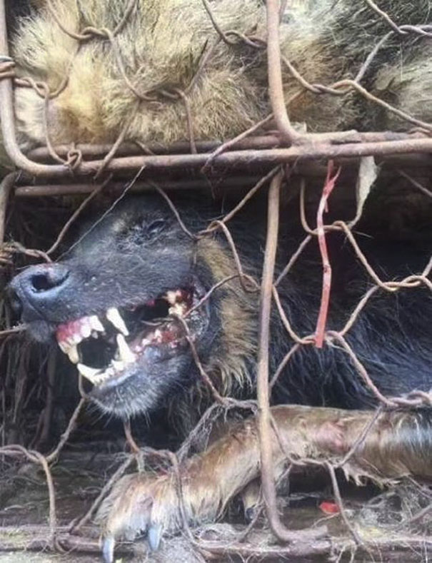 Guy Sees Truck Loaded With 1000 Dogs About To Be Butchered, Drives His SUV In Front Of The Truck To Stop It
