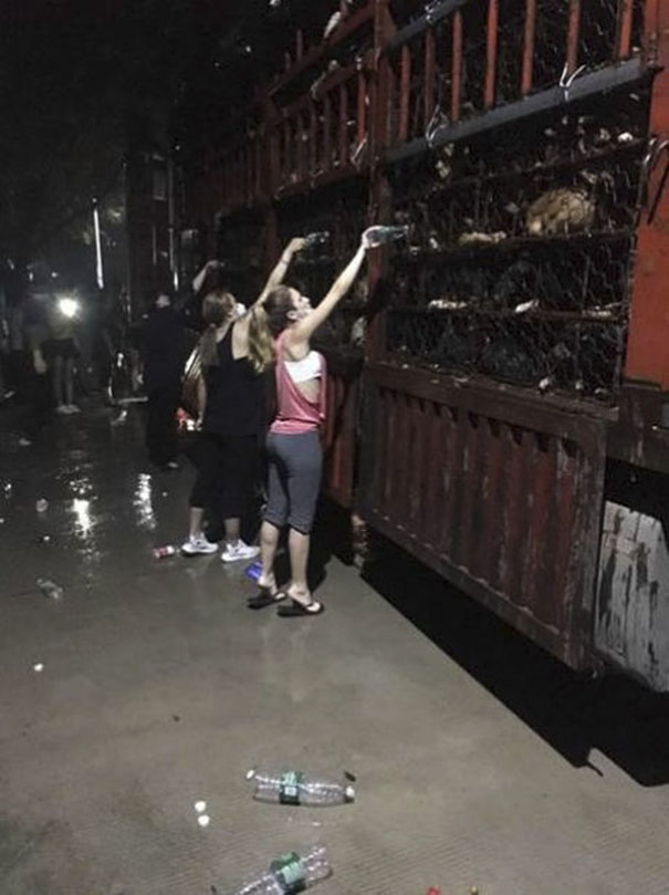 Guy Sees Truck Loaded With 1000 Dogs About To Be Butchered, Drives His SUV In Front Of The Truck To Stop It