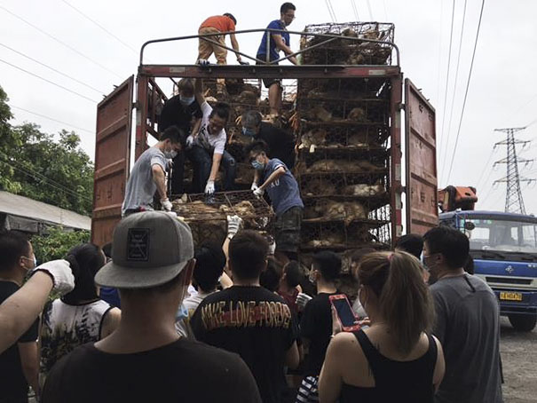 Guy Sees Truck Loaded With 1000 Dogs About To Be Butchered, Drives His SUV In Front Of The Truck To Stop It
