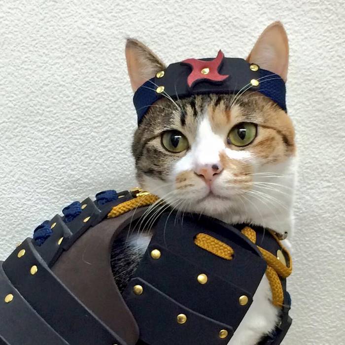 pet-dog-cat-armor-samurai-age-japan-1 pet-dog-cat-armor-samurai-age-japan-1
