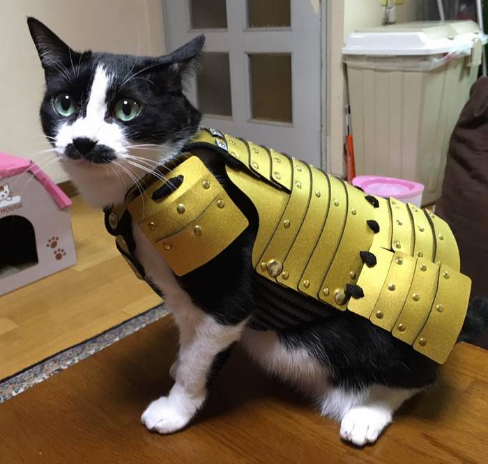 pet-dog-cat-armor-samurai-age-japan-5 pet-dog-cat-armor-samurai-age-japan-5