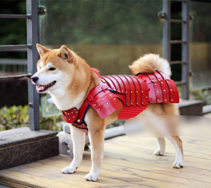 pet-dog-cat-armor-samurai-age-japan-7a pet-dog-cat-armor-samurai-age-japan-7a