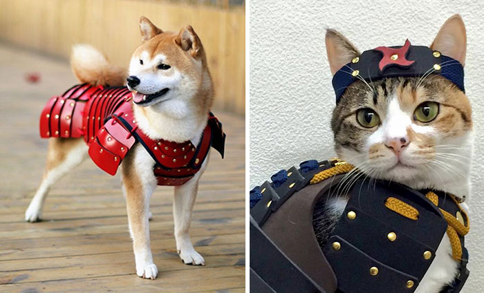 Esta compañía japonesa fabrica armaduras de samurai para perros y gatos