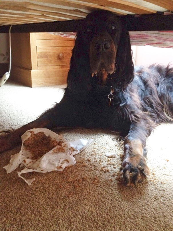 My Dog Caught Red Handed, Eating Weetabix Under The Bed
