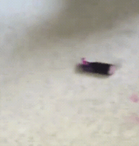 Dog Caught Red-Handed / Pink-Pawed