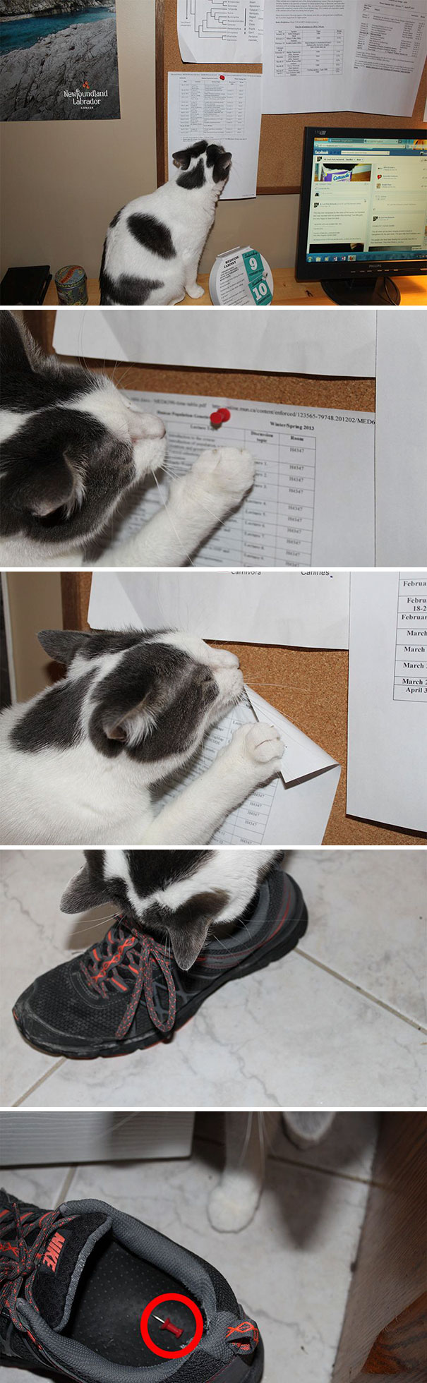 How To Tell If Your Cat Is Trying To Kill You? I've Been Finding Thumb Tacks In My Shoes Lately And I Couldn't Figure Out Which Cat Was Doing It. Needless To Say, The Door To My Office Will Be Remaining Closed From Now On