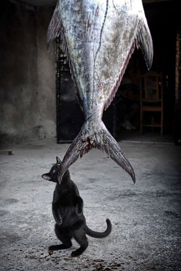 Kitty Has Big Dreams