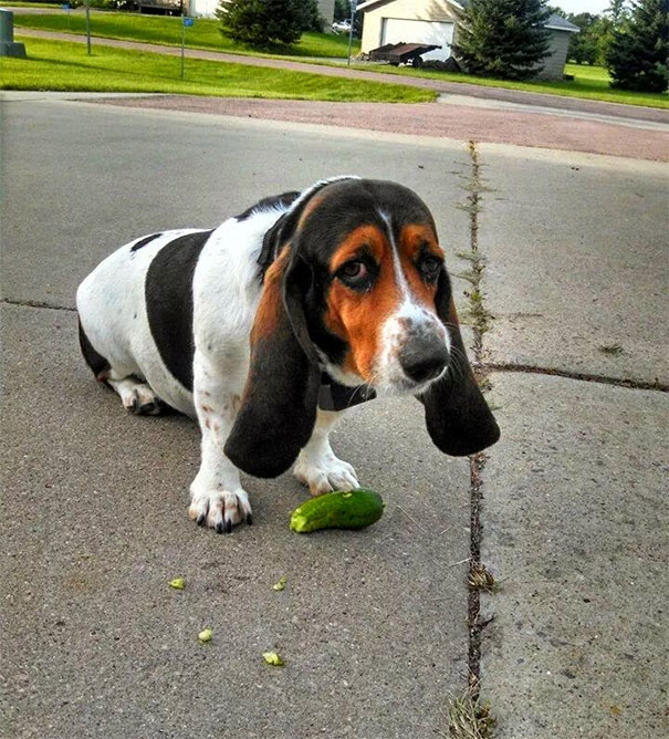 I Present To You Duffy, My Cucumber Stealing Bassett Hound