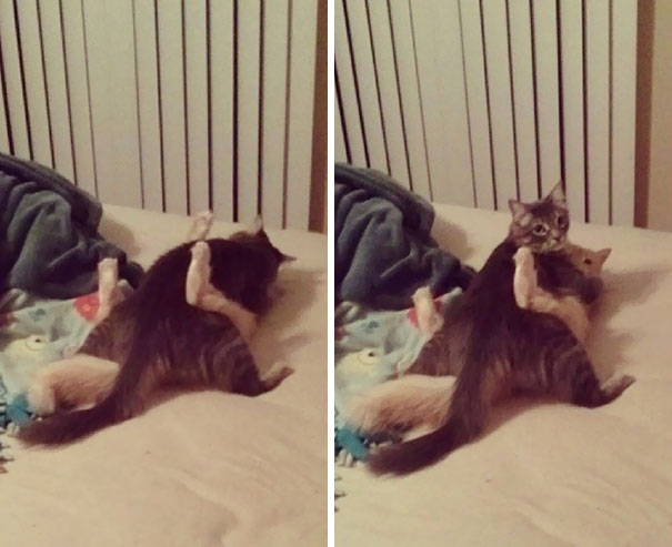 Caught My Cats Having Sex Like Humans