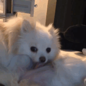 Our Dogs Having A Special Moment.. Until They Realize They've Been Caught In The Act