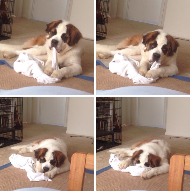 Caught In The Act, Tried To Hide