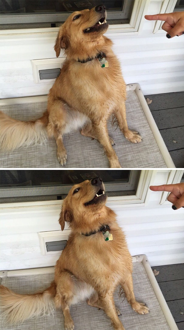 Every Time He Gets Caught Doing Something Wrong, He Makes This Face, Then Looks At Me Like "Dude, Help Me Out Here."